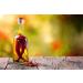Tasty Pott W rz le - Gourmet Garlic Chili and Rosemary Oils | International Shipping Available - Buy Online on SooperMarket.com