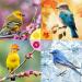 Buy 3kg Sunflower Seeds for Wild Birds - Premium Peeled Bird Feed in Bucket - Buy Online on SooperMarket.com