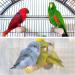 Patikil Bird Perch Stand - Wooden Playground for Small Birds Parrots & Lovebirds | Paw Grinding & Cage Accessories in Yellow - Buy Online on SooperMarket.com
