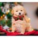 Shop Lionheart Glory Christmas Checkered Dog Collar & Bowtie - Adjustable X-Large Red-Green Dog Collar for Big Dogs - Comfortable & Stylish Dog Shoe Collar - Buy Online on SooperMarket.com