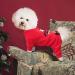 KYEESE Xmas Holiday Dog Pajamas - Soft Velvet Pjs for Small Medium Dogs - Penguin Design - Buy Online on SooperMarket.com