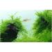 Taxiphyllum barbieri (Java Moss) - Buy Online on SooperMarket.com