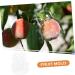 ORFOFE 2pcs Shaped Growth Fruit Buddha Baby Shaper Small Watermelon Accessories - Buy Online on SooperMarket.com