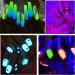 24 Pack Glow in The Dark Pigment Powder - Luminous Neon Colors for DIY Nail Art, Slime, Resin, Acrylic Paint - Non-Toxic Fluorescent UV Powder - Buy Online on SooperMarket.com