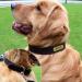 Tagme Personalized Leather Dog Collar for Medium & Large Dogs - Custom Engraved Name & Phone Number - Brown (L) - Durable & Stylish - Buy Online on SooperMarket.com