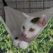 RayCC Adjustable Cat Hammock - Green Leaves Cat Bed for Small Dogs - Buy Online on SooperMarket.com