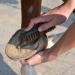 Animalon Hoof Brush for Horses | Premium Hard Natural Bristles | Essential Hoof Care Tool | Durable Small Root Brush for Cleaning & Grooming - Buy Online on SooperMarket.com