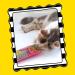 FAT CAT Organic Catnip - USA Grown & Harvested - Hoots Zoom Around the Room Catnip - Buy Online on SooperMarket.com