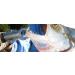Eulumap Boga Grip 130 30lb Scale - High Quality Fishing Tool for Accurate Weighing - Buy Online on SooperMarket.com
