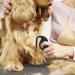 Best Knitting COMB PET - Cat & Dog Grooming Tool for Hair Removal | Knotting Comb for Cats | Pet Massage Brush (Black) - Buy Online on SooperMarket.com
