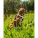 Shop Lionto Adjustable Padded Anti-Pull Dog Harness - Reflective Safety Harness Size S Beige | International Shipping Available - Buy Online on SooperMarket.com