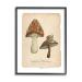 Stupell Industries Woodland Mushrooms & Snail Framed Giclee Art by Carol Robinson 11 x 14 Black Framed