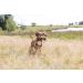 Trixie 32192 Dog Activity Preydummy - Assorted 7 x 18 cm Toy for Engaging Play & Training - Buy Online on SooperMarket.com