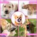Singwow Adjustable Dog Muzzle | Prevent Biting, Barking, Chewing | Air Mesh Breathable | Small Medium Large Dogs (S) - Buy Online on SooperMarket.com
