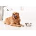 Peggy11 6-Cup Stainless Steel Anti-Slip Dog Bowls - Set of 2 - Buy Online on SooperMarket.com