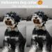 Adjustable Blue Pumpkin Dog Collar - Aring Pet Halloween Halison Bottom Band with Metal Buckle (X-Large) - Perfect Halloween Accessory - Buy Online on SooperMarket.com