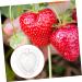 POPETPOP 10 Pcs Fruit Shaping Fruit Plastic Fruit Watermelon White Gardening Supplies 4.5x4cmx2pcs Whitex2pcs - Buy Online on SooperMarket.com