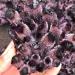 Hot Day Crystal Cluster Coffee Amethyst Processing from The Crystal Cluster FZUGEDRLI - Buy Online on SooperMarket.com
