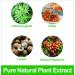 Mugwort Belly Patch Moxibustion 30Pcs/Box for Men and Women - Buy Online on SooperMarket.com