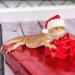 Petyoung Reptiles Hat & Scarf Set for Lizards Bearded Dragons Geckos - Christmas Hat Shell Red Leash & Dishes - Perfect Gift for Small Animals - Buy Online on SooperMarket.com