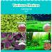 Freshwater Aquarium Plant Seeds Combo - Mini Leaf & Longhair Grass, Small Pearl - Fish Tank Terrarium Decor - Buy Online on SooperMarket.com