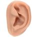 3B Scientific N16 Acupuncture Ears Model Set for 10 Students 3.7-Inchx2.4-Inchx1.6-Inch Size