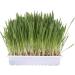 TRIXIE 4236 Cat Grass Seed Refill Bag | 100g for Cats | Grow Fresh Cat Grass at Home - Buy Online on SooperMarket.com