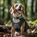 Joytale Reflective Dog Collar for Small Dogs - Grey Size S (Pack of 1) | Best International Shipping - Buy Online on SooperMarket.com