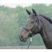Buy Solibel Trekking Bridle Black - Stainless Steel Coldblood - International Shipping Available - Buy Online on SooperMarket.com