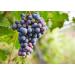 California Zante Currant Raisins 1lb - Sun-Dried Seedless Grapes, Vegan & Kosher - Tangy-Sweet Chewy Snack - Buy Online on SooperMarket.com