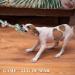 Aitmexcn Indestructible Dog Rope Toy - 37 Inch Tough 5 Knots Chew Toy for Large and Medium Dogs - Buy Online on SooperMarket.com