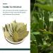 Soeos Bay Leaves 2oz - Non-GMO Dried Bay Laurel Herbs - Freshly Packed for Cooking - Buy Online on SooperMarket.com