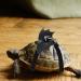 Shop Small Pet Dishes for Turtles & Lizards | Stylish Accessories & Vest | Virtcoy Medium - Buy Online on SooperMarket.com