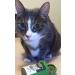 Organic Smokey's Stash Catnip Spray & Dried Combo Bundle - Maximum Potency Catnip for Cats - Buy Online on SooperMarket.com
