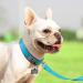 Joytale Baby Blue Dog Collar - Softly Padded Neoprene Nylon Reflective Collar for Small Dogs | 1 Pack - Buy Online on SooperMarket.com