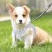 Heele Dog Dishes & Adjustable Puppy Harness Vest - Soft Air Mesh Safe Control for Walking Running Training - Reflective Flower Cyan XS - Buy Online on SooperMarket.com