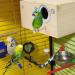 Wooden Parrot Breeding Box | Cockatiel Parakeet Nesting Box | Natural Wood Breeding Cage House for Lovebirds Cockatiel Budgie Conure Finch Parakeet Mating Hatching 1Pc - Buy Online on SooperMarket.com