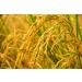 Organic Long Grain Brown Rice 5 lbs | Non-GMO, Whole Grain, Raw, Kosher, Vegan | Chewy Texture, High in Fiber | Ideal for Salads, Pilafs | Great Side Dish | Bulk Pack - Buy Online on SooperMarket.com