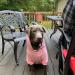 EXPAWLORER Princess Dog Hoodie with Leash Hole - Pink Winter Coat for Girl Dogs - Buy Online on SooperMarket.com