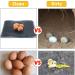 Hamiledyi Chicken Nesting Pads  Hen Nest Mats Washable  Chicken Nesting Box Plastic Liners  Reusable Egg Laying Mats for Chicken Coop Poultry Nest Boxes Ducks Nesting Pads 6PCS - Buy Online on SooperMarket.com