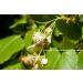 450 g Organic Raw Linden Blossom Bee Honey - Buy Online on SooperMarket.com
