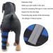 Dog Hock Brace Rear Dog Hind Leg Brace Protect Wounds as They Heal Prevents Injuries and Sprains Helps Arthritis Provides Stability XXS  - Buy Online on SooperMarket.com