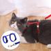 Soft Cat Crockery Dishes & Adjustable Leash Set for Kittens Puppies and Rabbits - Red & Blue - International Shipping Available - Buy Online on SooperMarket.com