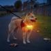 Laroo Safety LED Light Band for Dogs & Cats | Waterproof Easy to Attach Bright Flashing LED for Outdoor Safety | International Shipping - Buy Online on SooperMarket.com