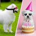 2 Pcs Small Dog Sunglasses UV Protection Heart Goggles for Dogs - Pink/White - Buy Online on SooperMarket.com