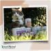 Venandi Animal Premium Wet Cat Food Trial Pack IV - Grain-Free Extra Meat Mix 6 x 200g - Buy Online on SooperMarket.com