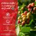 Buy Senseo Classic Coffee Pads - RA-Certified - 10 Packs of 16 Pods | International Shipping Available - Buy Online on SooperMarket.com