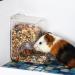 Hamsters Feeder Small Animals Automatic Dispenser Gravity Auto Dispensers Pet Pellets Food Storage Bowl - Dwarf Hamster Gerbils Mice Hedgehog Guinea Pig and Other Small Animal Ideal Feeding Station