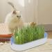 Youding Cat Grass Growing Kit Planter Tray Catnip Box Chewing Kitten Plant Set for Snacks Soil Free Snacks Digestion Pet Food Indoor Nursery Balcony Patio Blue - Buy Online on SooperMarket.com