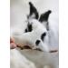 Buy 200g Apple Tree Branches for Rabbits - Fresh & Natural Chews | International Shipping Available - Buy Online on SooperMarket.com